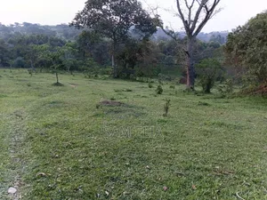 20 Acres Farmland for Sale in Mbarara