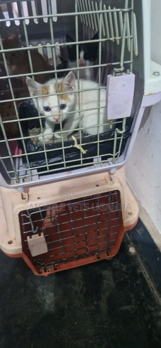 1-3 Month Old Male Purebred Exotic Kitten - 1