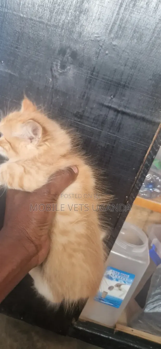 Purebred Balinese Kitten - 0-1 Month Male - 1
