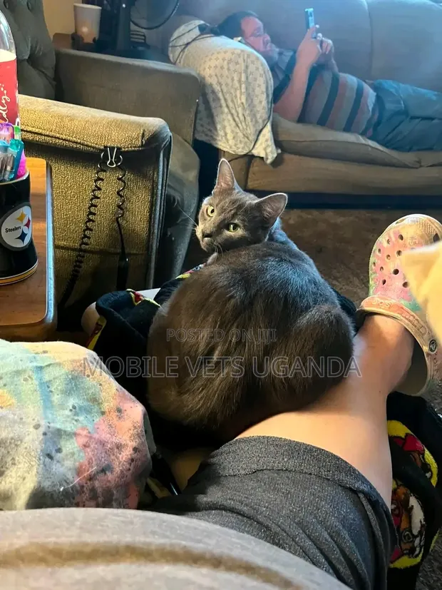 Female Purebred Bombay Kitten, 1-3 Months Old - 1