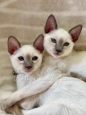 Female Purebred Siamese Kitten (1-3 Months)