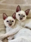Female Purebred Siamese Kitten (1-3 Months) - 1