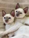 Female Purebred Siamese Kitten (1-3 Months) - 2