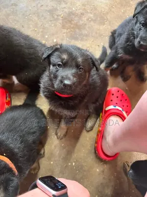 1-3 Month Male Purebred German Shepherd