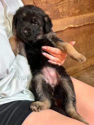 Female Purebred German Shepherd Puppy (1-3 Months)