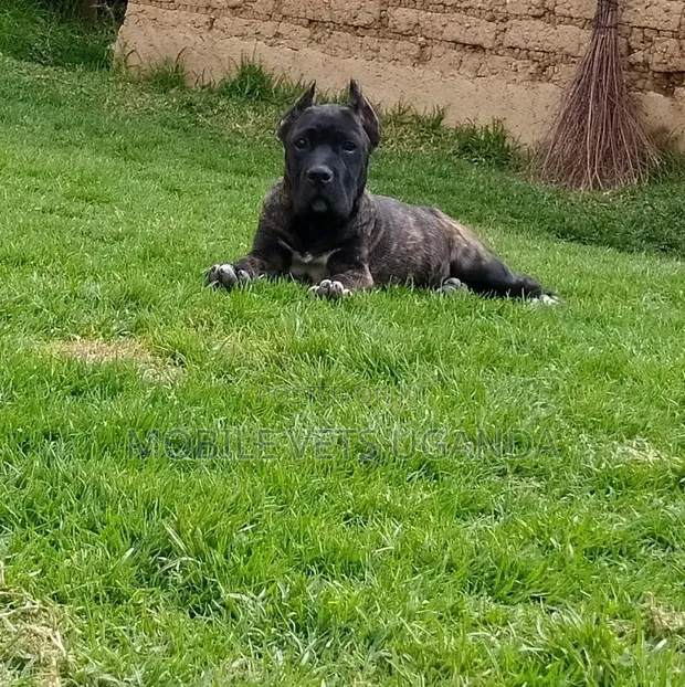 1-3 Month Male Purebred Cane Corso Puppy - 1