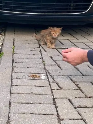 Female Purebred Maine Coon Kitten (1-3 Months)