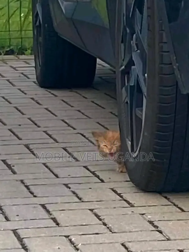 Purebred Female Maine Coon Kitten (0-1 Month) - 1