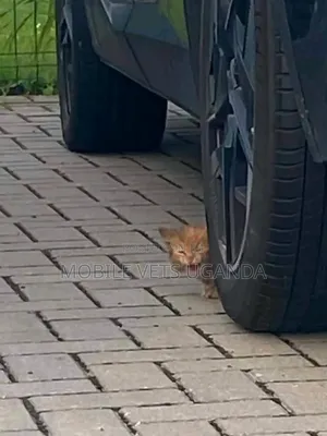 Purebred Female Maine Coon Kitten (0-1 Month)