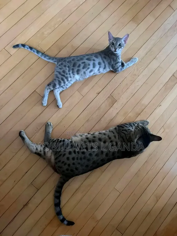 Purebred Female Savannah Kitten (3-6 Months) - 1