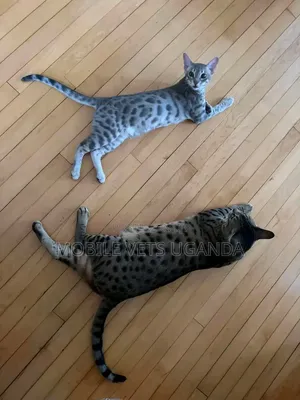 Purebred Female Savannah Kitten (3-6 Months)