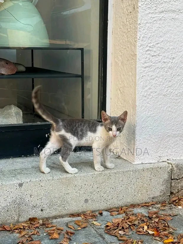 1-3 Month Male Purebred American Bobtail Kitten - 1