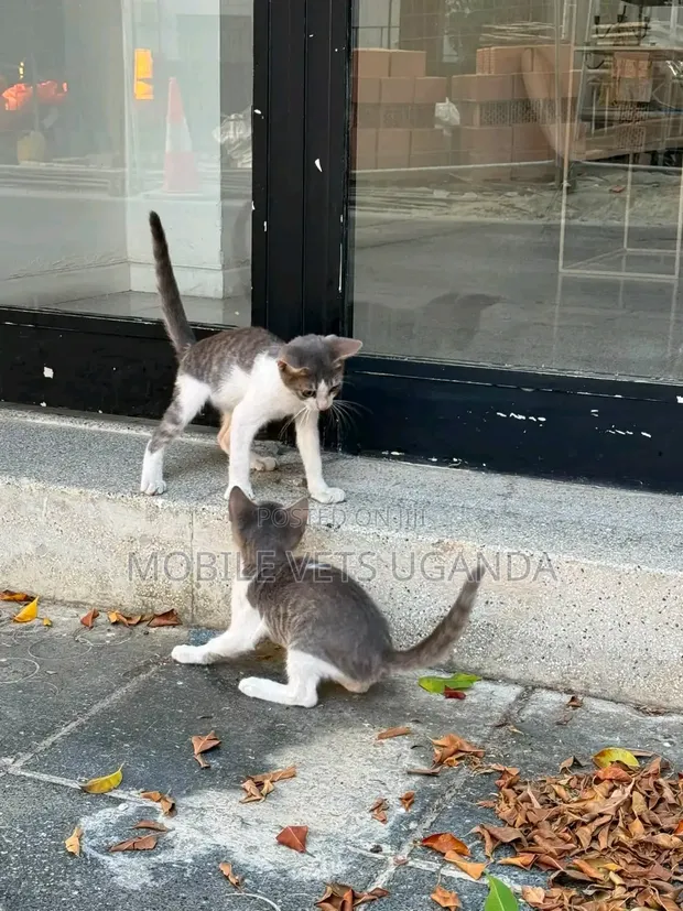 Female Purebred Bengal Kitten (1-3 Months) - 1