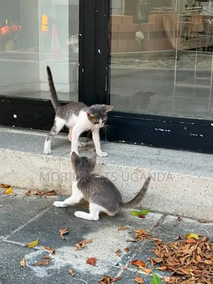 Female Purebred Bengal Kitten (1-3 Months)