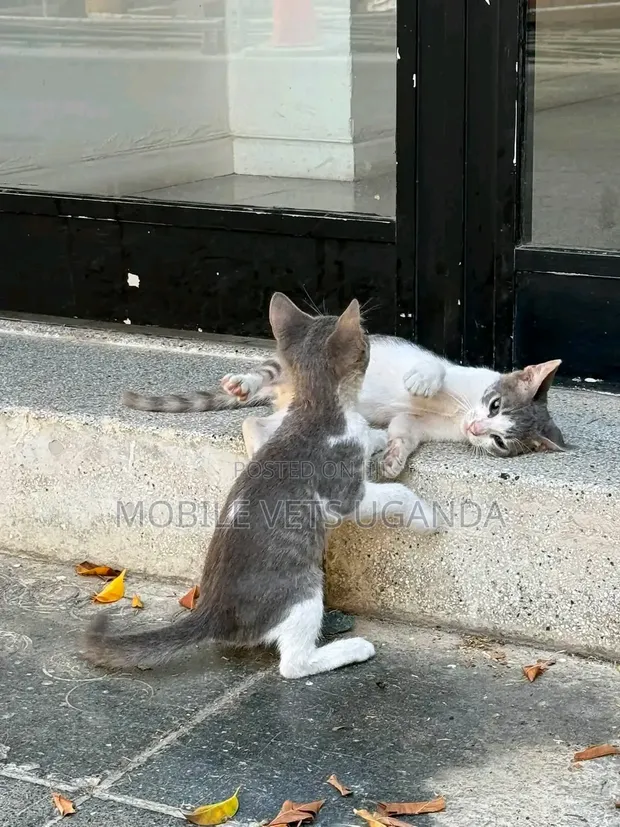 1-3 Month Male Purebred Exotic Kitten - 1