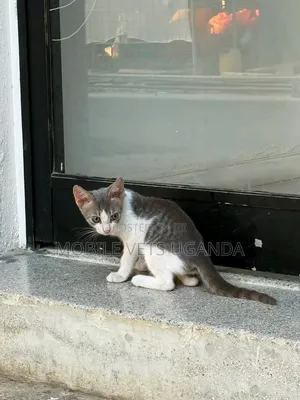 1-3 Month Male Purebred American Shorthair Kitten
