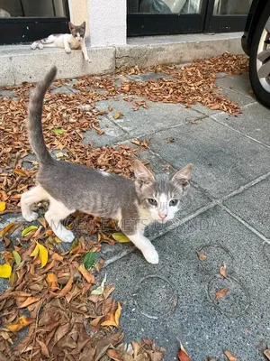 Female Purebred Bengal Kitten, 1-3 Months