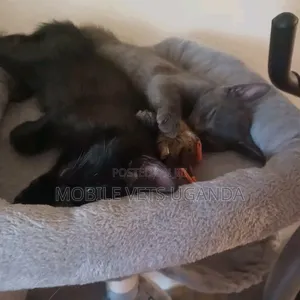 Female Purebred Bombay Kitten, 1-3 Months Old