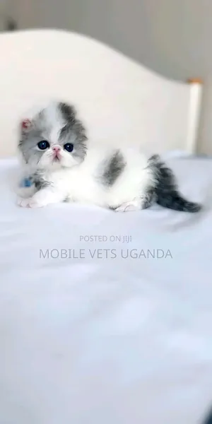 Female Purebred Persian Kitten (0-1 Month)