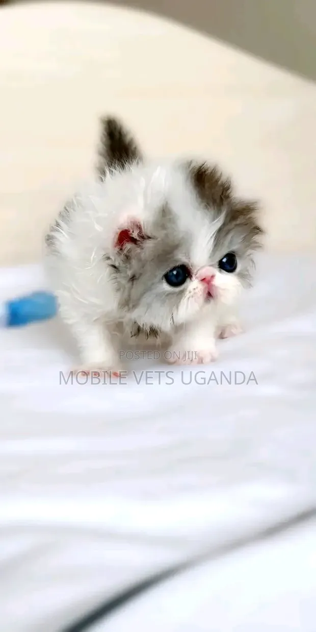 Purebred Persian Kitten - 0-1 Month Male - 1