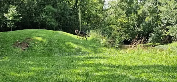 3-6 Month Male Purebred German Shepherd - 1