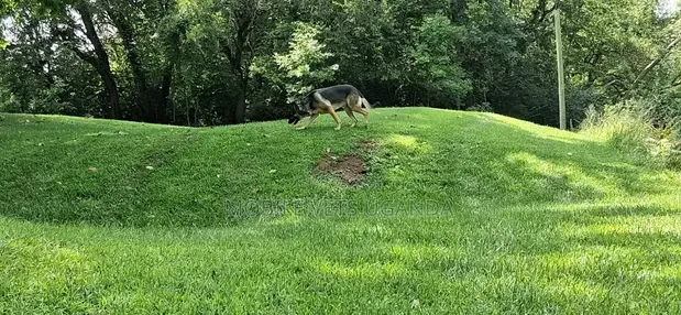 Female Purebred German Shepherd, 6-12 Months - 1
