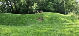Female Purebred German Shepherd, 6-12 Months
