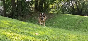 Female Purebred German Shepherd - 1+ Year Old