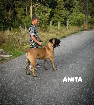3-6 Month Female Purebred Mastiff