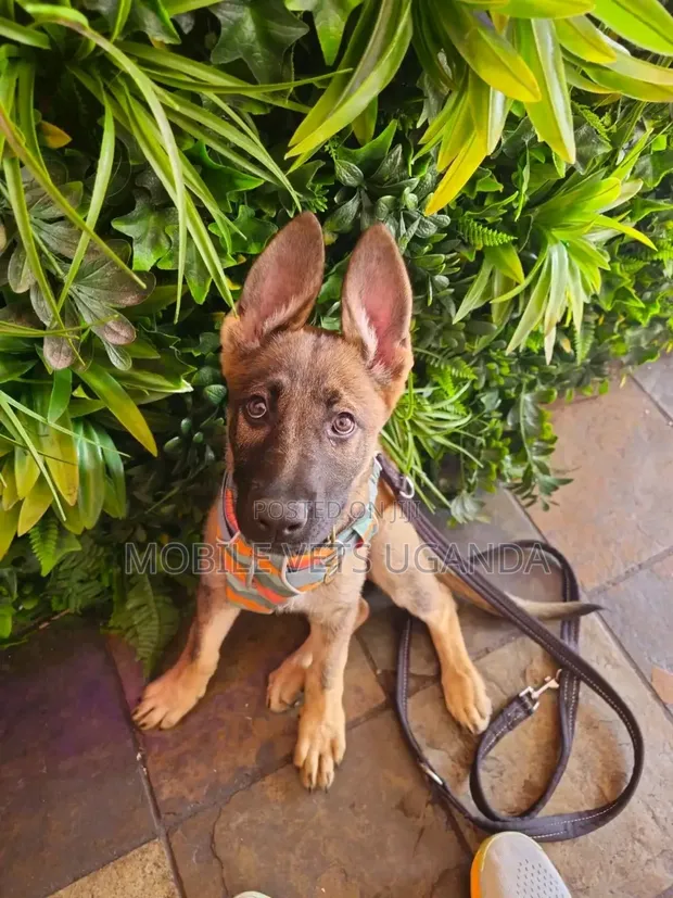 1-3 Month Male Purebred German Shepherd Puppy - 1