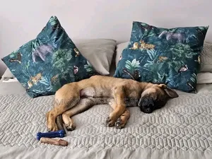 Female Purebred German Shepherd Puppy (1-3 Months)