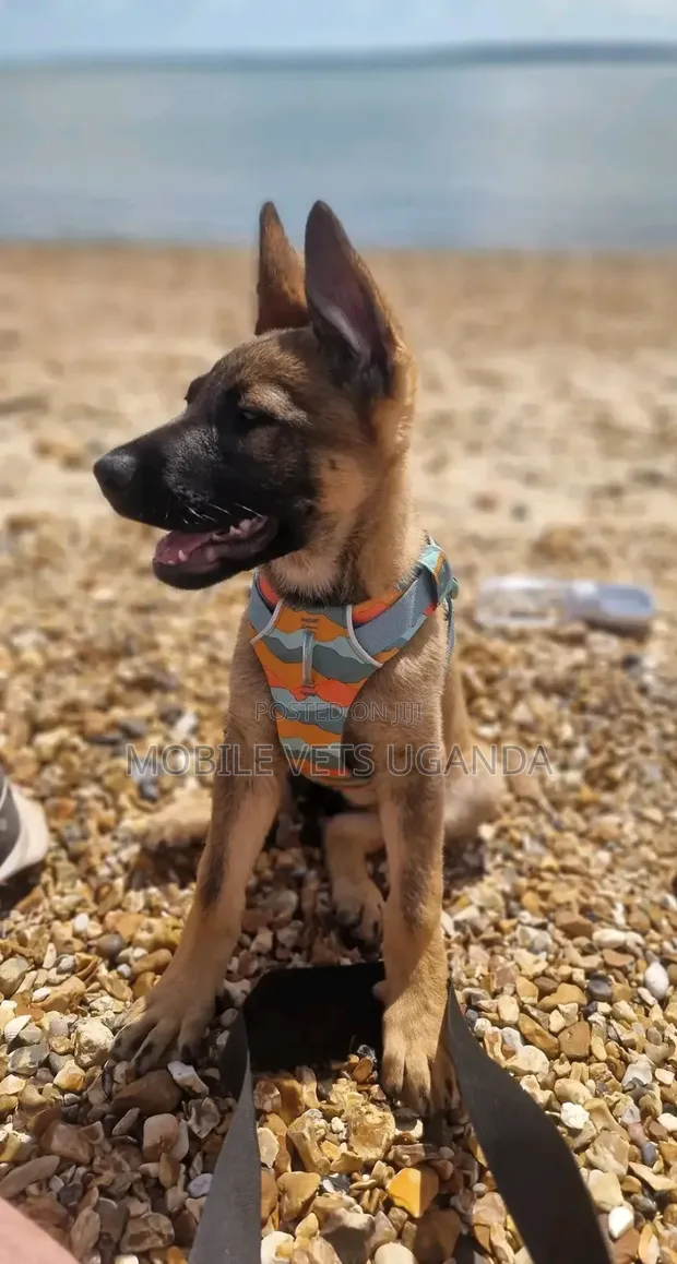 3-6 Month Male Purebred German Shepherd - 1