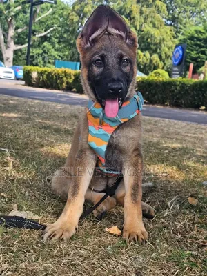 3-6 Month Male Purebred German Shepherd