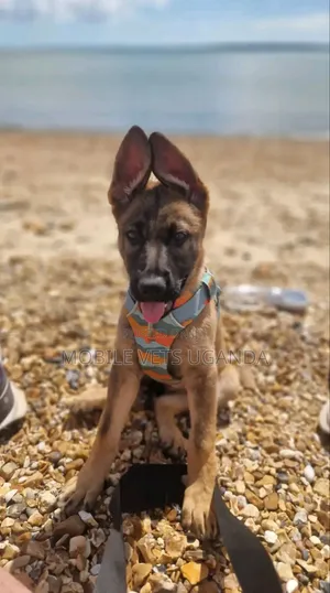 Female Purebred German Shepherd Puppy (1-3 Months)