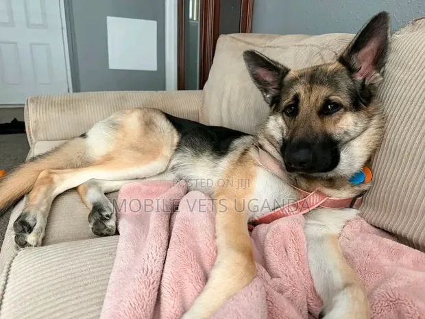 Male Purebred German Shepherd, 6-12 Months - 1