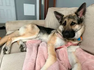 Male Purebred German Shepherd, 6-12 Months