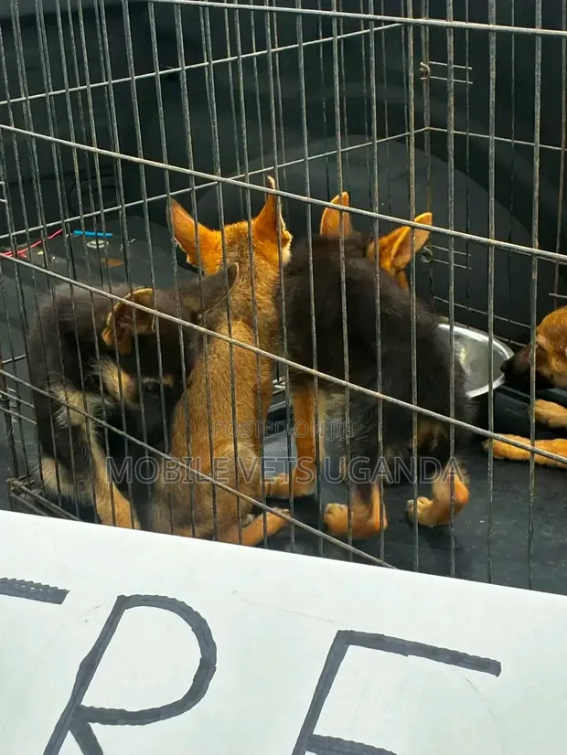 1-3 Month Old Male Purebred German Shepherd - 1