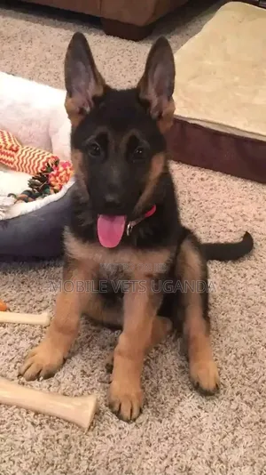 3-6 Month Male Purebred German Shepherd