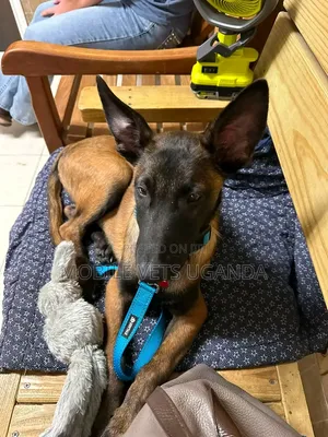3-6 Month Male Purebred Belgian Malinois