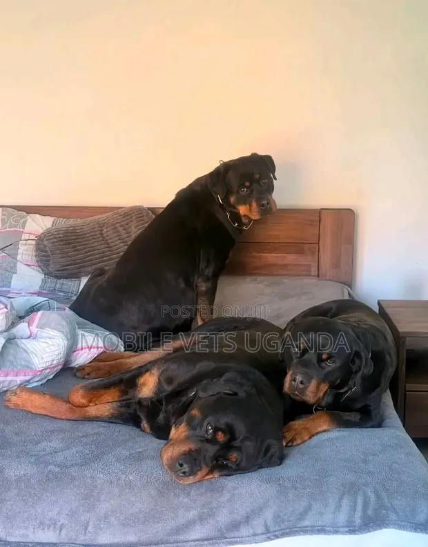 Purebred Rottweiler - Female, 1+ Year Old - 1