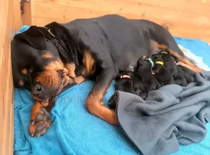 Female Purebred Rottweiler Puppy (1-3 Months)