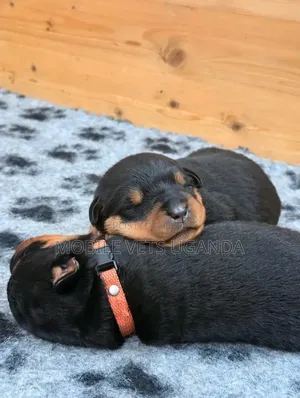 Female Purebred Rottweiler Puppy (0-1 Month)