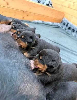 Female Purebred Rottweiler Puppy (1-3 Months)