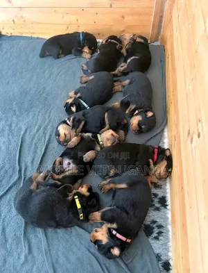 Purebred Rottweiler Puppy - Female, 0-1 Month