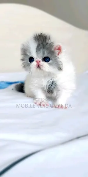 Purebred Persian Kitten - 0-1 Month Male