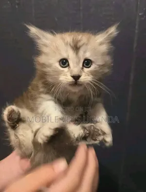 Purebred Maine Coon Kitten - 1-3 Months Old