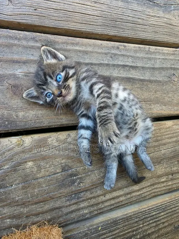3-6 Month Male Purebred Savannah Kitten - 1