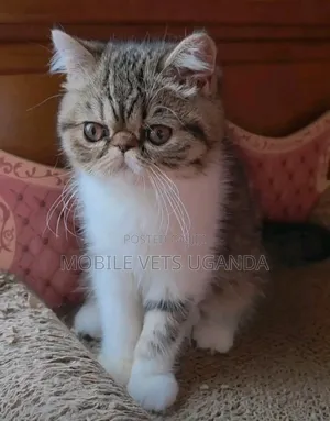 Purebred Persian Kitten - 1-3 Months Old, Male
