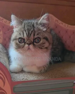 Female Purebred Persian Kitten (0-1 Month)