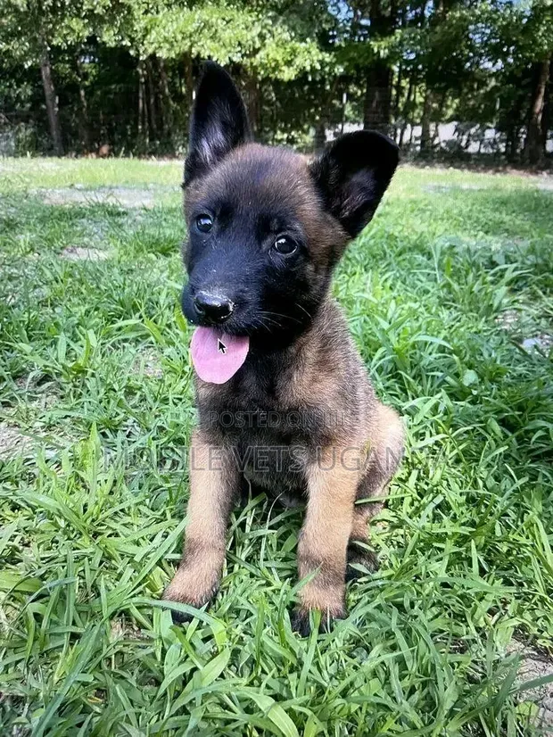 1-3 Month Old Male Purebred Belgian Malinois Puppy - 1
